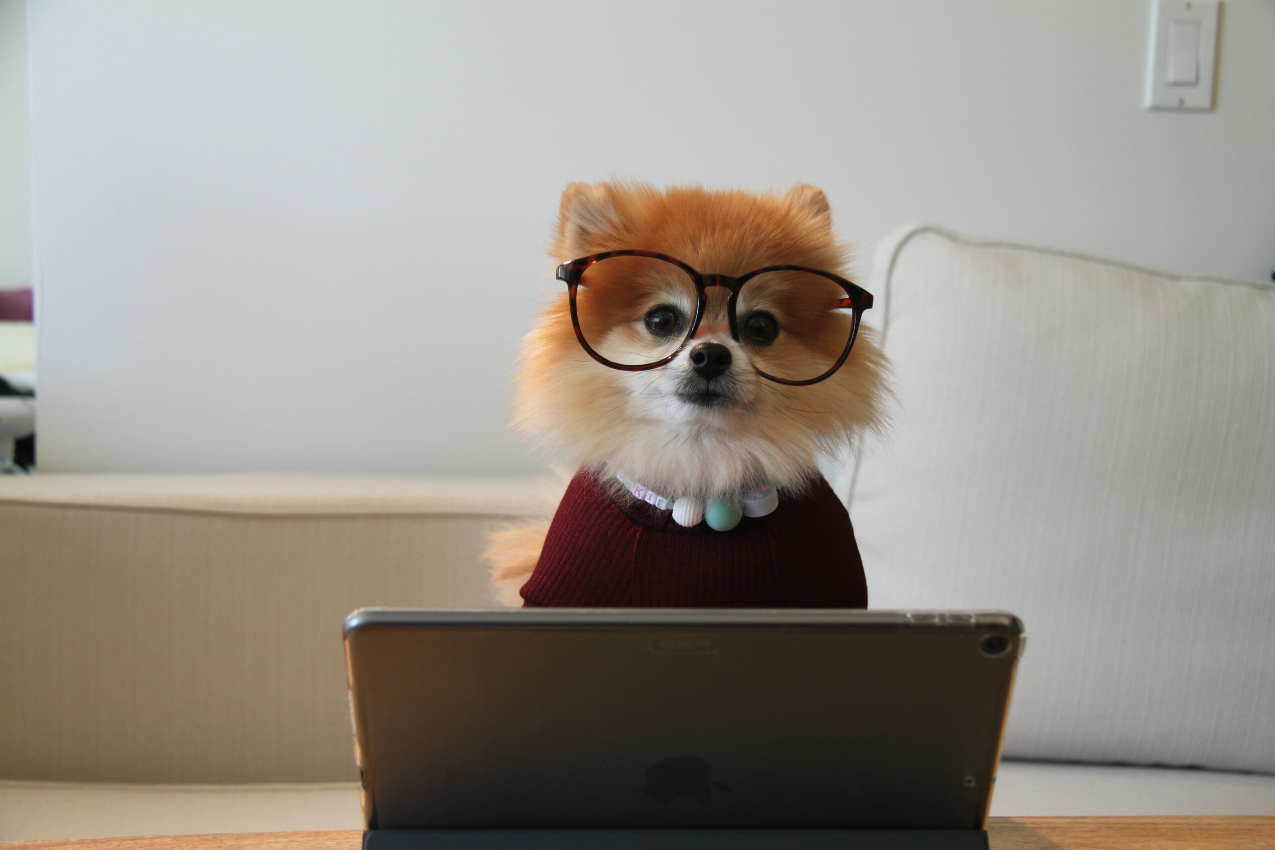 Small dog wearing glasses standing in front of laptop displaying Myslots app